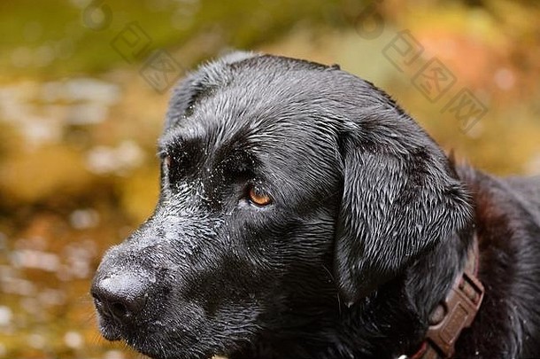 一只湿漉漉的黑色拉布拉多犬站在河里的头像