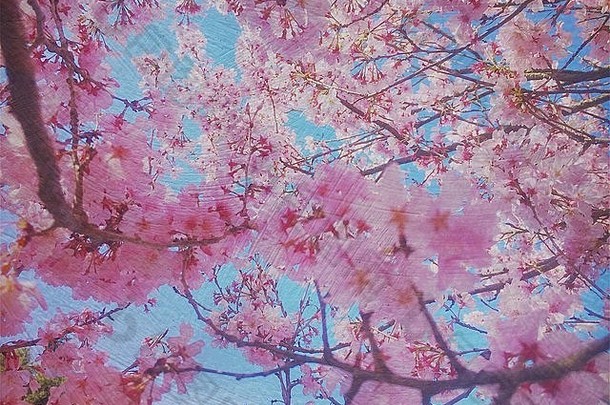 漂亮的粉红色的樱花樱桃花朵蓝色的天空古董绘画纹理覆盖