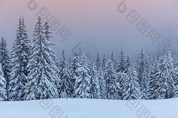 平静的冬日景色。覆盖着雪的冷杉站在雾中。森林边缘的美丽景色。新年快乐