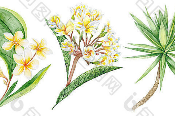 植物画，带有鸡蛋花早午餐和丝兰树，用于白色背景上的隔离设计