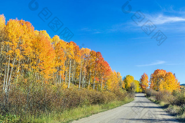科罗拉多州<strong>730</strong>俄亥俄州通道沿线的白杨树和秋天的颜色。