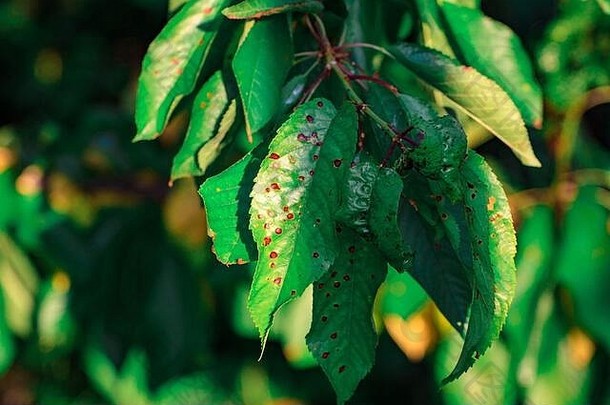 特写镜头绿色叶甜蜜的樱桃损害溃疡疾病真菌棕色（的）发现黑星病monniliosis园艺问题真菌病毒疾病植物