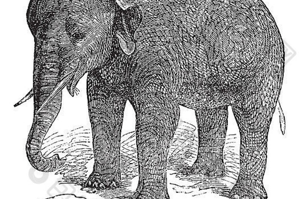 亚洲象或大象鼻，复古雕刻。一种亚洲象或大斑象的古老雕刻插图。