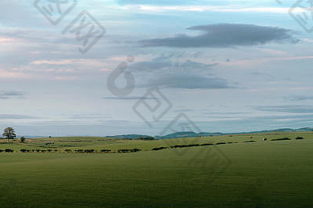 日落时风车环绕的苏格兰夏季乡村全景。苏格兰西洛锡安