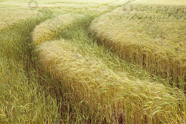 一块地的一角，有成熟的二棱大麦或二棱大麦，生长较少