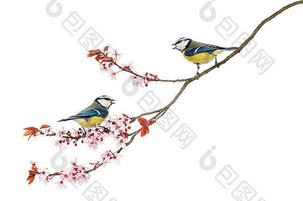 两只蓝山雀，蓝山雀，在白色背景下对着花枝吹口哨