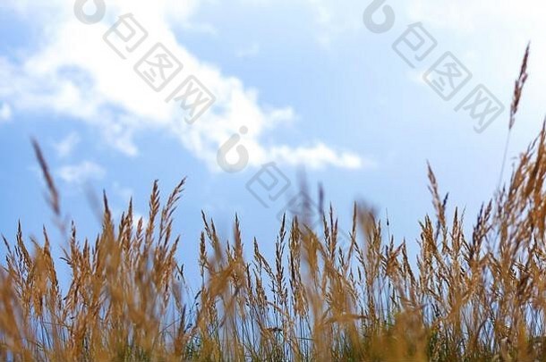 小麦场白俄罗斯