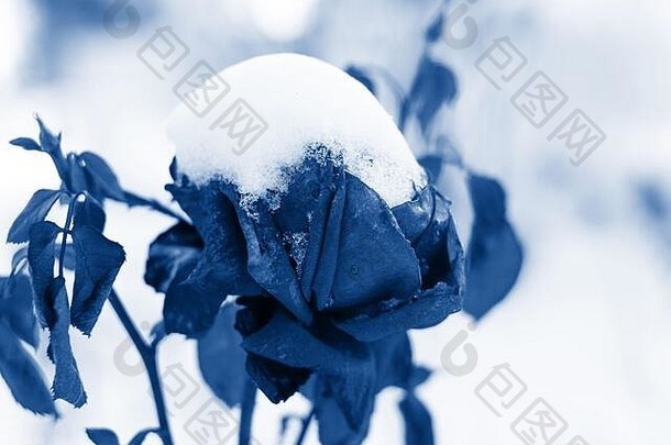 玫瑰冻雪经典蓝色的彩色的现代颜色冬天<strong>花</strong>圃