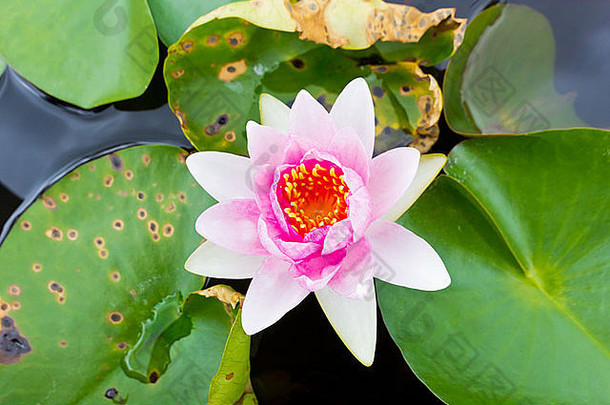 特写镜头池塘里盛开的暹罗粉红<strong>莲花</strong>。