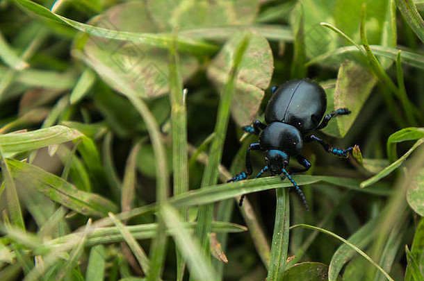 黑色血鼻甲虫在草地上艰难行走，脚、脚和头呈蓝色彩虹色。