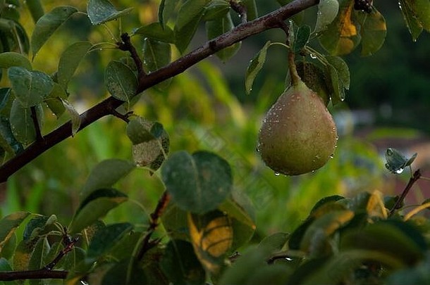 树上梨果的特写镜头，雨滴是健康的生食配料
