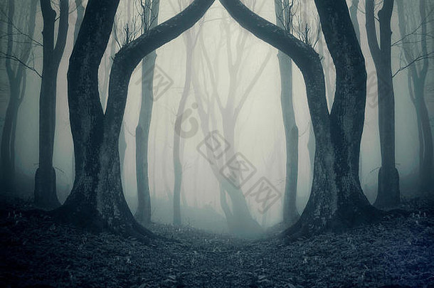 古树成荫、雾气弥漫的超现实森林风光