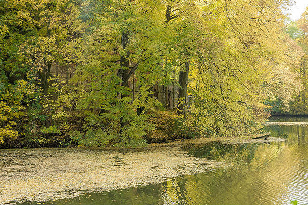 秋天的树木五彩缤纷，静水中飘浮着落叶