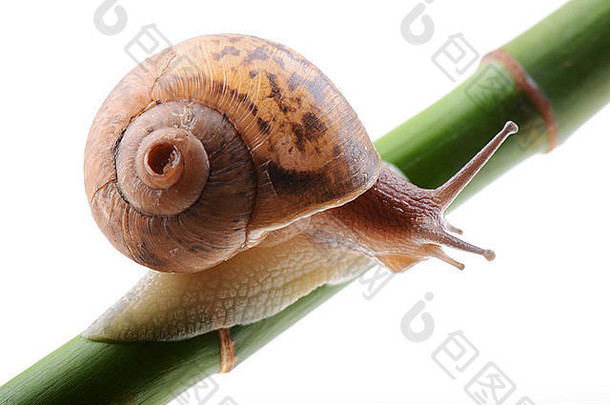 绿竹竿上的蜗牛