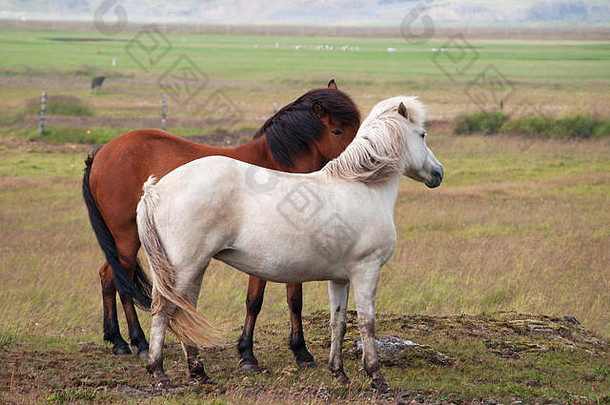 冰岛：乡村和冰岛马。冰岛马是一种本地品种的一部分，其特点是体型小，或小马