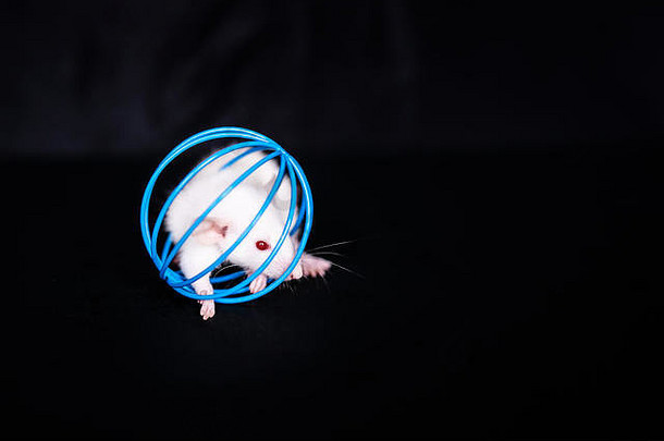 可爱的小白鼠在蓝色的猫咪玩具球上。黑色背景。