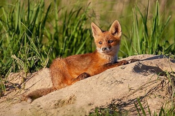 平静红色的狐狸幼崽说谎沙子那春天自然日落