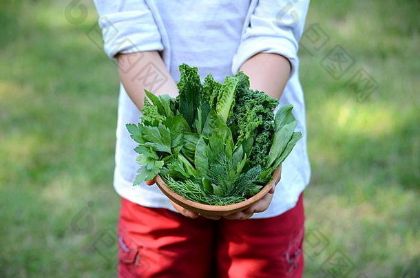 小男孩手里拿着一碗新鲜的烹饪药草和绿叶蔬菜，并留有复印空间。儿童健康营养的概念，种植食物。