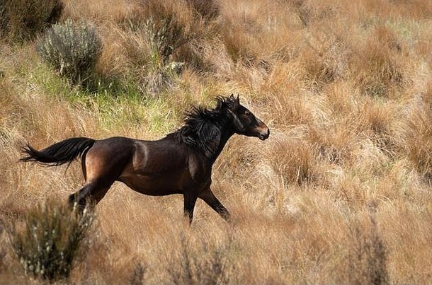 一匹黑色的凯马纳瓦<strong>野马</strong>，鬃毛飞舞，在红色的草丛草原上奔跑