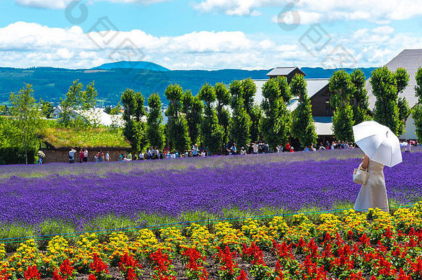 旅游享受背心紫罗兰色的薰衣草花场夏天阳光明媚的一天农场富田说北海道日本