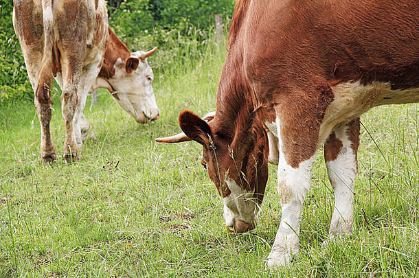 奶牛在长满新鲜草的草地上吃草