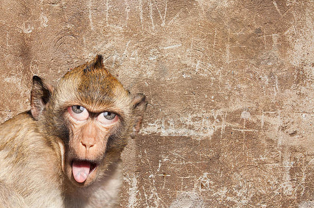 恒河猴子舌头坚持人类眼睛灰色的墙背景Photoshop作曲