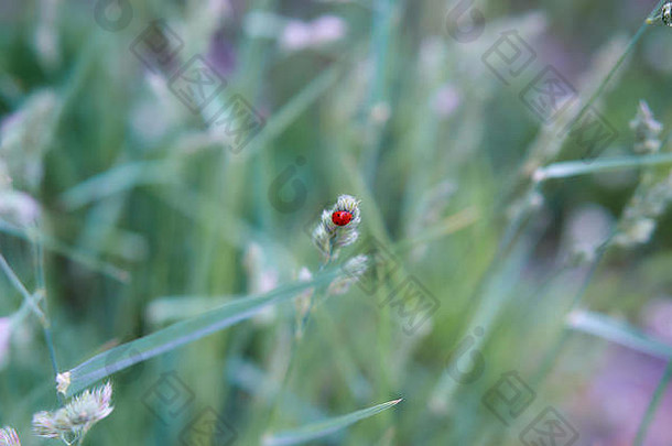 小瓢虫草站在明亮的红色的颜色