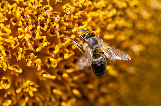蜜蜂收集花蜜向日葵