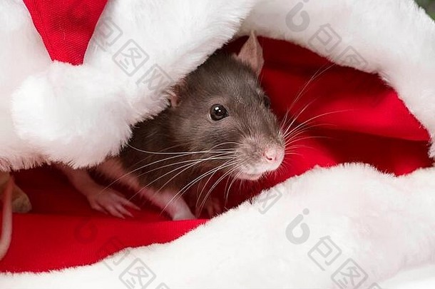 新年的概念。2020鼠年。可爱的灰白色老鼠象征着2020年的新年，它们坐在圣诞老人的红帽子里，藏在里面