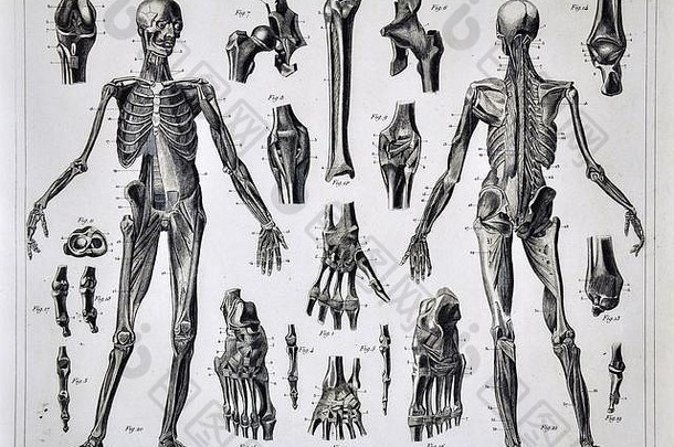 1849年人体解剖学医学插图