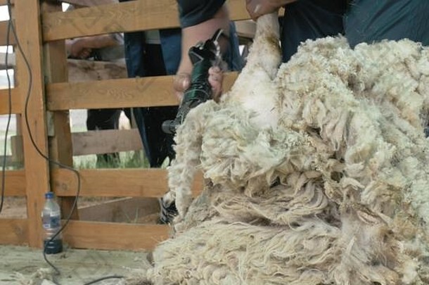 但希勒剪切羊农业显示竞争电专业羊手册头发限幅器羊切割剪切机