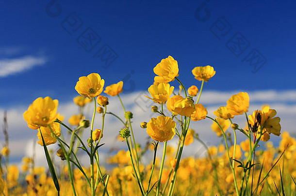 场黄色的毛茛属植物花集蓝色的天空神奇的夏天概念