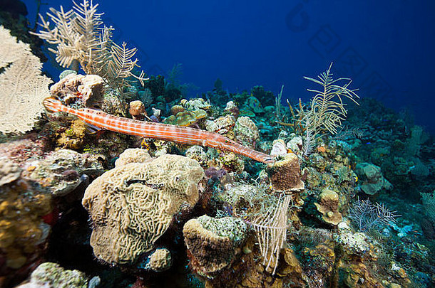 洪都拉斯罗坦岛外热带珊瑚礁上的小号鱼。