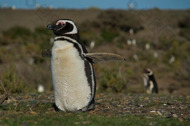 在阿根廷维吉尼斯角<strong>展翅飞翔</strong>的麦哲伦企鹅，我相信我能飞