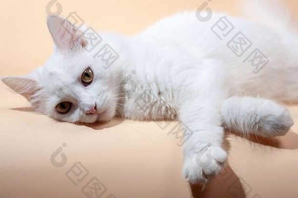 美丽的猫，毛茸茸的白色纯色皮毛和黄色的大眼睛