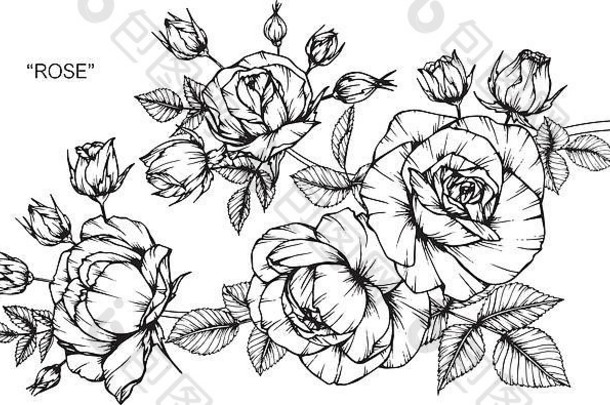 玫瑰花插画。黑白线条艺术。