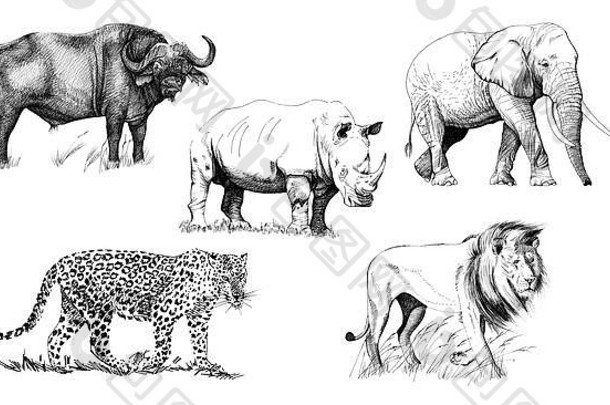 非洲五大动物。手绘插图。手绘插图集（原件，无追踪）
