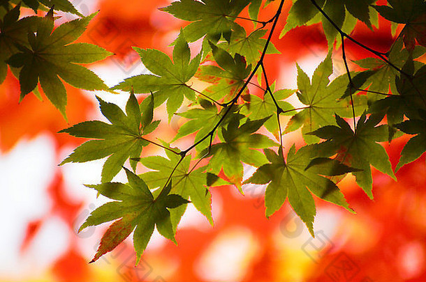 日本的秋叶