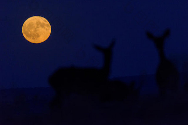 鹿CervusElaphus晚上芸埃斯特雷马杜西班牙月亮上升