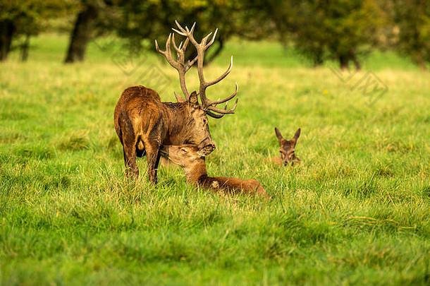 秋季马鹿发情期。图像序列描绘了每年秋季发情期公鹿和雌鹿与幼鹿休息和搏斗的场景。