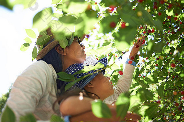 亚洲妈妈。帮助女儿挑选新鲜的成熟的樱桃果园夏天阳光