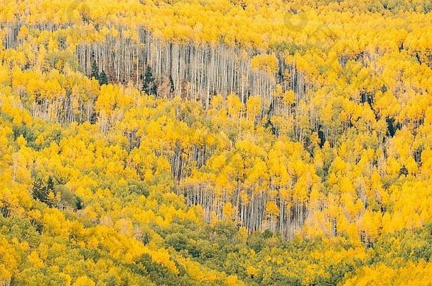 森林黄色的阿斯彭树三John山科罗拉多州