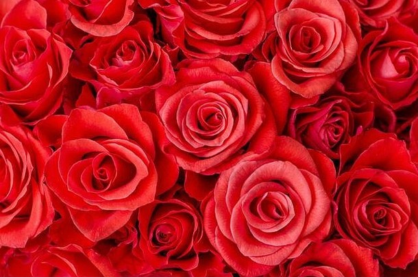 特写镜头精致的华丽的红色的玫瑰