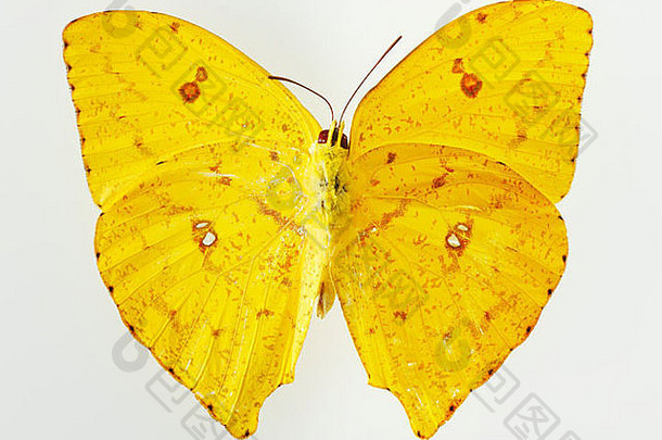 在工作室的白色背景下，一只张开翅膀的若虫科蝴蝶的俯视平面图