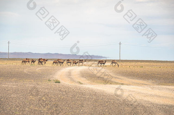 群大夏的骆驼移动巨大的<strong>戈壁沙漠</strong>景观