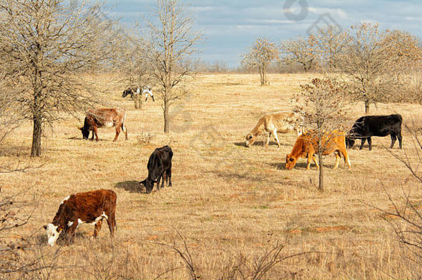 冬末，五颜六色的牛在阳光充足的山坡牧场上<strong>吃</strong>草
