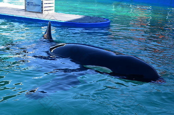 迈阿密佛罗里达美国1月迈阿密佛罗里达美国1月迈阿密水族馆杀手鲸鱼