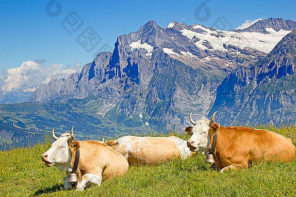 阿尔卑斯山上的瑞士奶牛