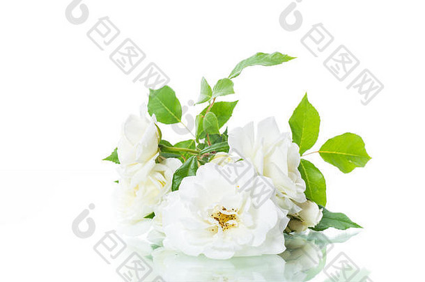 花束美丽的白色玫瑰孤立的白色
