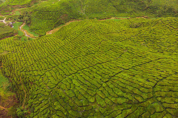 空中视图茶种植园拍摄无人机